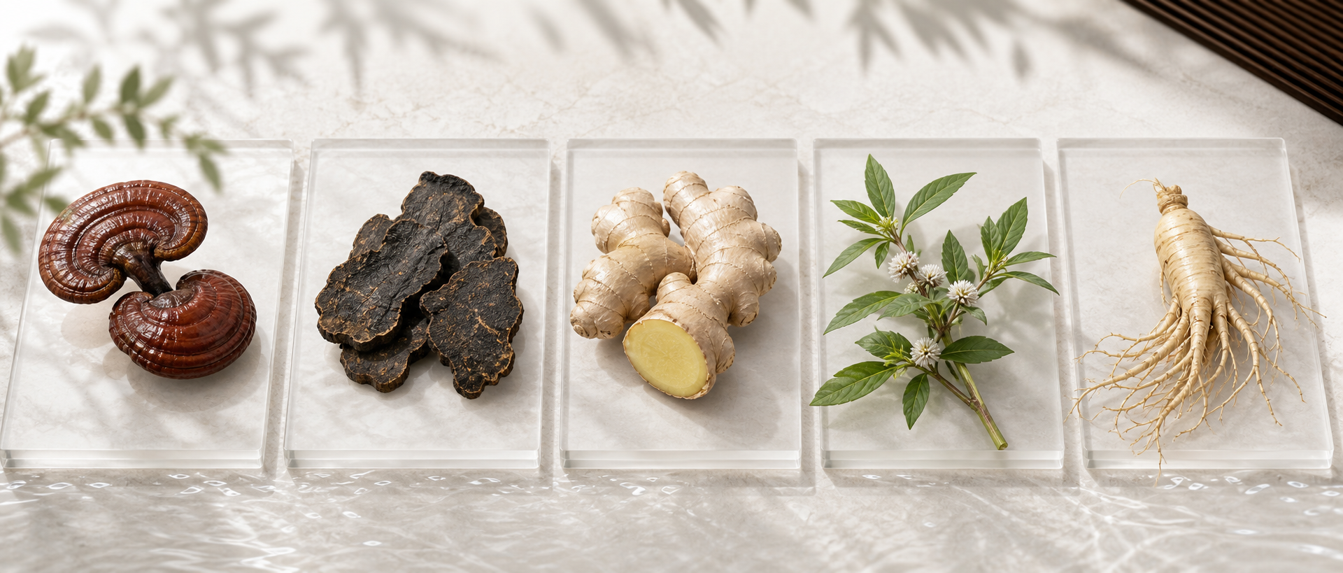 Reishi, He Shou Wu, ginger, eclipta and ginseng botanical specimens